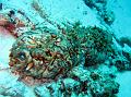 SIMILAN nov  2008 .PHOTO PUY (26)